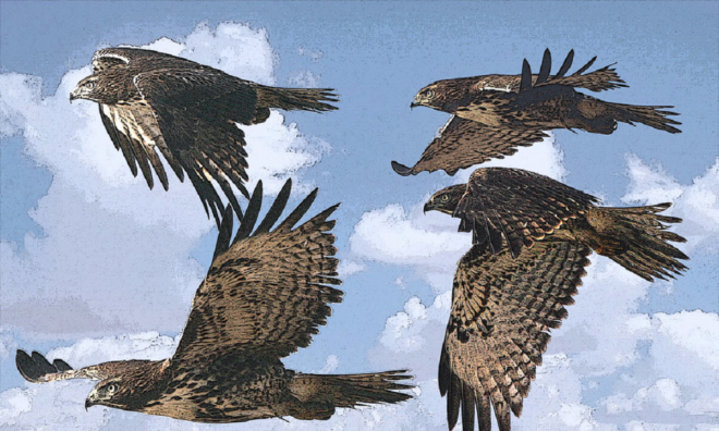 RBA hawks swoop on Albo's inflation shock - MacroBusiness