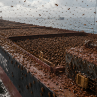 More roaches seethe over iron ore